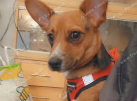 Chorkie pup