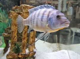 Placidochromis phenochilus Star Sapphire Cichlid" -