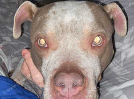 Dog for sale