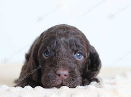 Health tested chocolate Merle F2B cockapoo litter