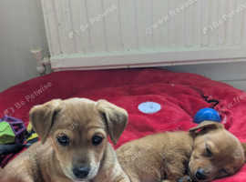 Jack Russell cross Chihuahua