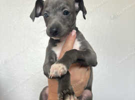 2 beautiful male Italiangreyhound pups