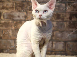 Stunning white boy with blue eyes for stud Candy Elfheart*PL FPL
