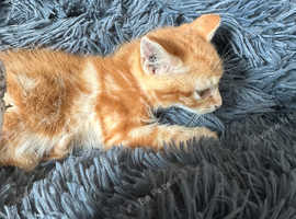 Kittens for sale