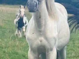 Beautiful few spots filly
