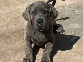 Champion bloodline cane sales corso