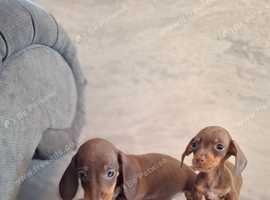 Sausage dogs 2024 for sale yorkshire