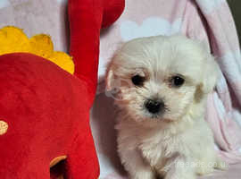!!Ready to go Pure Maltese puppies!! last girl
