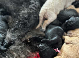 KC Registered outstanding Standard Poodles
