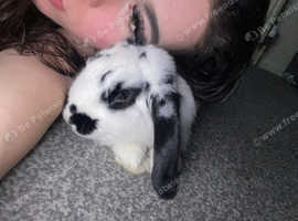 Rabbit for sale