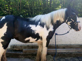 Stunning Traditional Cob Gelding to make 14.2hh