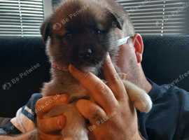 Husky akita puppie