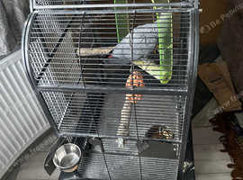 8 years old male African grey semi tamed