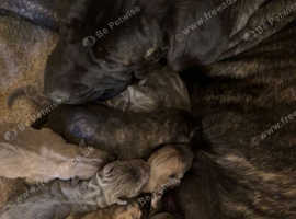 8 beautiful mixed mastiff puppies