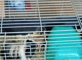 2 male guinea pigs