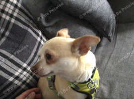 Chihuahua