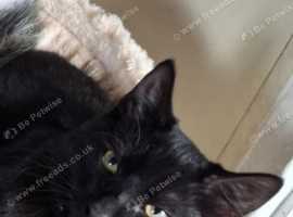 Gorgeous male cat