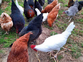 CHICKENS AVAILABLE AT POL