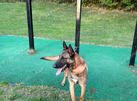 Rocko