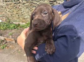 German Shorthaired Pointer Puppies