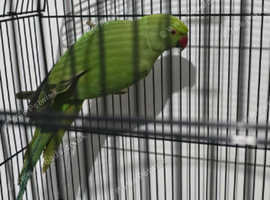 Indian ring nack parrot