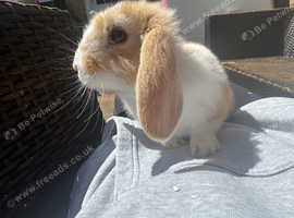 Boy rabbit for sale