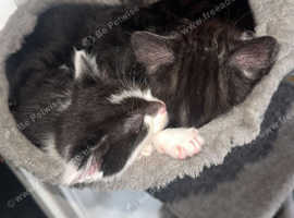 4 kittens for sale