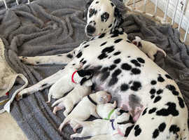 Dalmation x puppies