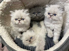 4 SCRUMPTIOUS PERSIAN KITTENS READY SOON (28 MAY)