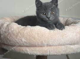 British shorthair kitten