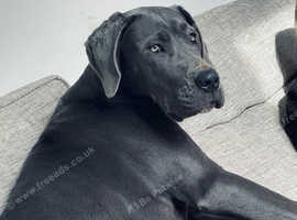 9 month old Great Dane
