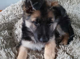 Black and tan puppy dog