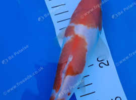 Japanese Kohaku Koi Carp for sale