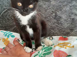 9 week old female kitten
