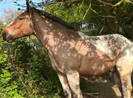 Belgium draft gelding