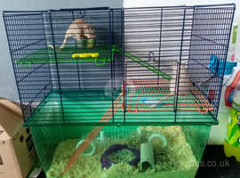 2 14 week old male gerbils for sale
