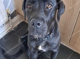 Cane corso puppy