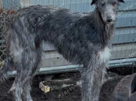 Deerhound female