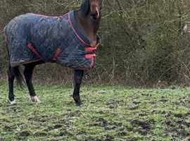 Companion home needed