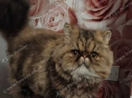 Cuddley Tabby Persian Male
