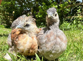 2 satin silkies
