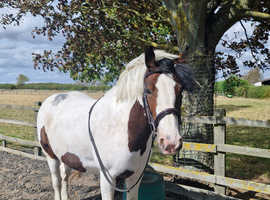 14.1 cob for sale