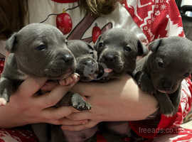 Only 1 left beautiful blue Staffordshire bull terrier pups