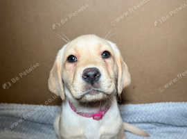 1 KC Reg Labrador Girl Puppy - Ready Now
