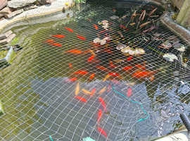 Garden Pond Goldfish