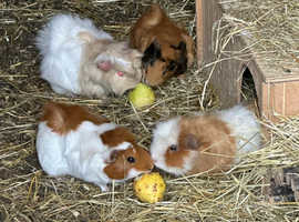6female guinea pigs