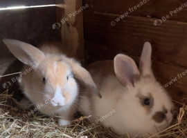 bunnies for sale