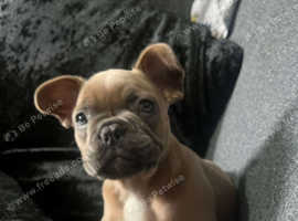 Female frency thorn  colour 6 months