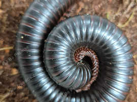 Millipedes