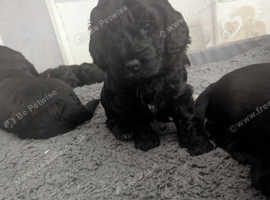 F1b cockapoo